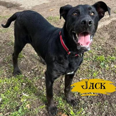 Meet Jack! This tall boy is a sweet, goofy, 55-lb lab mix estimated to be between 12 to 18 months old. He is scheduled to be neutered, vaccinated, and microchipped this Friday and will be available for adoption in a few weeks! If you are interested in adopting Jack, please contact Marci at 831-801-6049 to schedule a meet-and-great.