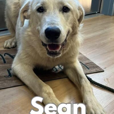 My name is Sean after Sean Duffy, a character in a book that my foster mom likes to read. I am about a year old. I was pulled from a high kill shelter after being there for 3 months. I am loving life now and hope to find a forever family soon so my foster mom can go save another. Shelter life is not so swell. I like to play and have a lot of energy. I have 3 foster siblings. I walk well on a leash and love to romp around. I hang out inside and outside the house. I have not been around kids lately but my mom thinks I would be fine. I am very gentle around people.