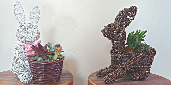 Easter Bunny Succulent Planting Workshop Easter Bunny Succulent Planting Workshop