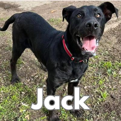 Meet Jack! This tall boy is a sweet, goofy, 55-lb lab mix estimated to be between 12 to 18 months old. He is scheduled to be neutered, vaccinated, and microchipped this Friday and will be available for adoption in a few weeks! If you are interested in adopting Jack, please contact Marci at 831-801-6049 to schedule a meet-and-great.