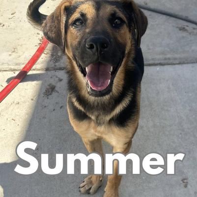 Hello, my name is Summer. I am 65% Boxer and 35% German Shepherd. I really want to play all day. I hang around in my mom's store all day or I live with two other big dogs. My perfect home would be with nice friendly people and/ or with another pet who wants to play with me all day. I don't actually know how to fetch yet, but we are working on it. I like to eat but I don't seem to eat very much. I think I am potty trained because I have not had an accident in my moms store or in our house. I travel nicely in cars. It does not matter to me if I ride shotgun or in the backseatt. I walk well on a leash. I just want to love someone forever and have them love me back.