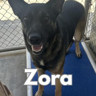 Hello my name is Zora. When you first meet me I am kind of shy. I will step away from you for a minute and then come close. I probably had someone be mean to me in my past. I especially like little kids. I am easy to get along with, just be gentle with me, have patience and give me some time to warm up to you. I will be afraid if there are quick movements around me and I will back away. I am sure once I get to know you, I will be OK. I walk well on a leash, and go into my crate nicely. I also do not potty in my crate. I really do not know any commands yet but am very smart and would love to learn.